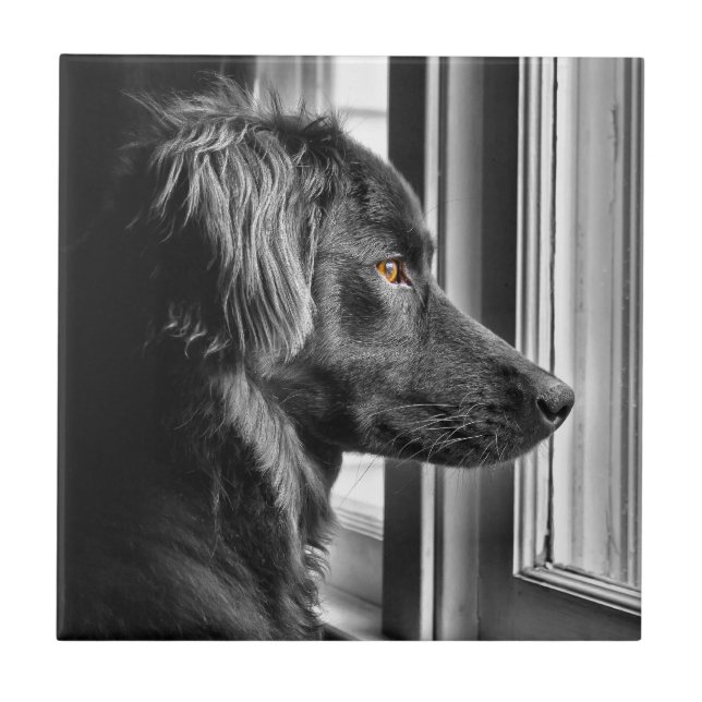 Azulejo Perro negro (Frente)