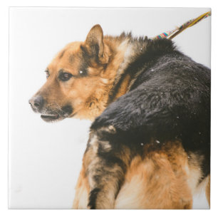 Azulejo Perro negro anaranjado