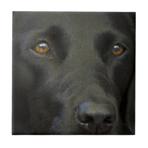 Azulejo Perro negro de Labrador
