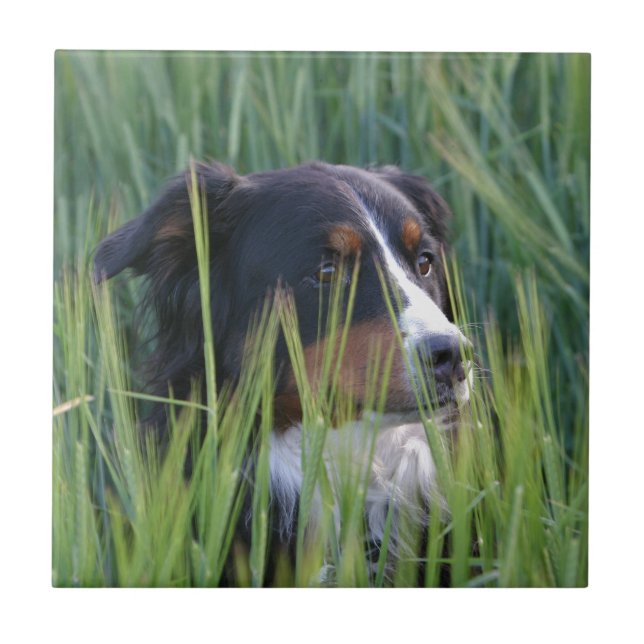 Azulejo Perro ovino en hierba (Frente)