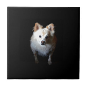 Azulejo Perro panomerano en la oscuridad