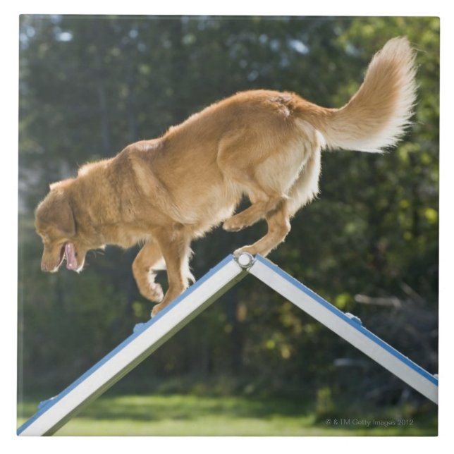 Azulejo perro perdiguero pato-tocante de Nueva Escocia (Frente)