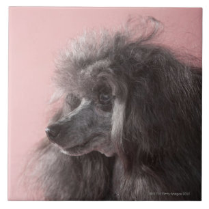 Azulejo Perro que mira lejos