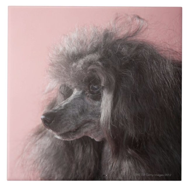 Azulejo Perro que mira lejos (Frente)