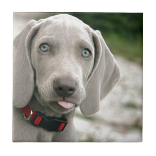 Azulejo Perro sacando la lengua