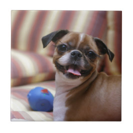Azulejo Perro supercariñoso con su pelota favorita