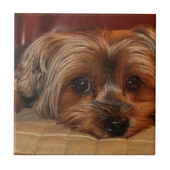 Azulejo Perro terrero de Cute yorkshire, yorkie (Frente)