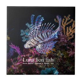 Azulejo Pescado de león Luna, Pterois lunulata,