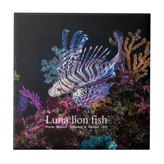 Azulejo Pescado de león Luna, Pterois lunulata, (Frente)
