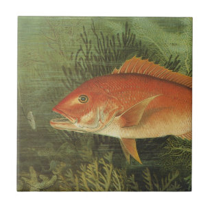 Azulejo Pescado de parra rojo en el océano, vida marina vi