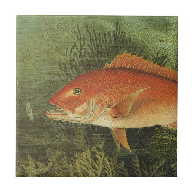 Azulejo Pescado de parra rojo en el océano, vida marina vi (Frente)