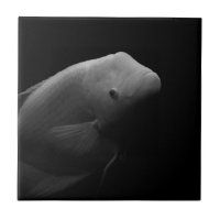Pescado en tanque - Fotografía de arte blanco y ne