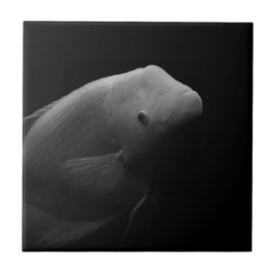 Azulejo Pescado en tanque - Fotografía de arte blanco y ne