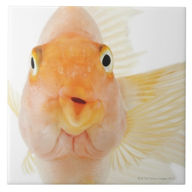 Azulejo Pescados de agua dulce tropicales (Frente)