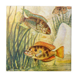 Azulejo Pescados de Cichlid del vintage