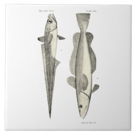 Azulejo Pescados de la ciencia NZ del vintage - Hoki