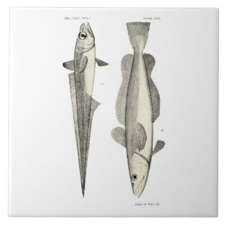 Azulejo Pescados de la ciencia NZ del vintage - Hoki