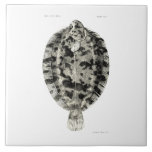 Azulejo Pescados de la ciencia NZ del vintage - lenguado<br><div class="desc">Teja con un ilustracion del vintage de un lenguado de limón de Edgar Ravenswood Waite de los resultados científicos de Nueva Zelanda que pesca con red barredera a Expedition, 1907. Imagen de la biblioteca http://biodiversitylibrary.org/page/13862664 de la herencia de la biodiversidad debajo de la licencia genérica 2, 0 https://creativecommons.org/licenses/by/2.0/ de la...</div>