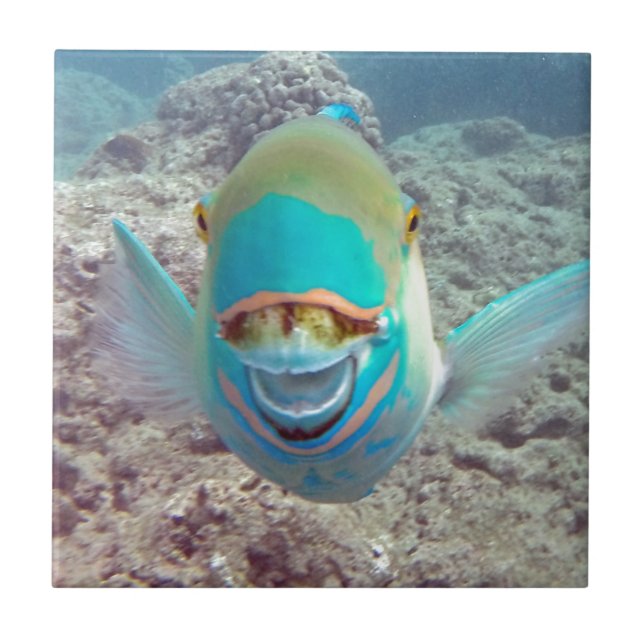 Azulejo Pescados del loro de Hawaii (Frente)