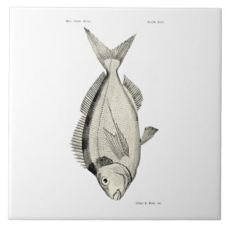 Azulejo Pescados Tarakihi de la ciencia NZ del vintage