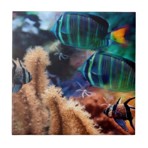 Azulejo Pescados tropicales