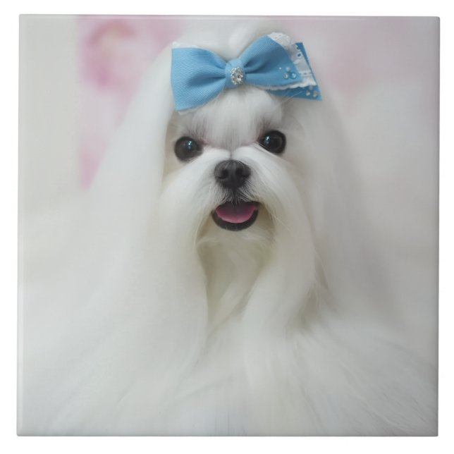 Azulejo Pet Photo Upload Cute Adorable Dog (Frente)
