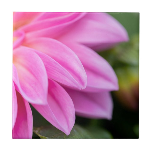 Azulejo Pétalos de Dahlia rosa (Frente)