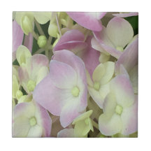 Pétalos de hidrangea rosados y blancos antiguos y 