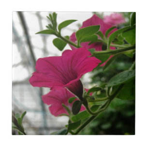 Azulejo Petunia