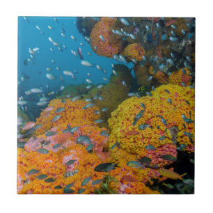 Azulejo Pez Entre Arrecife de Coral