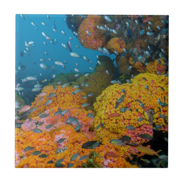 Azulejo Pez Entre Arrecife de Coral (Frente)