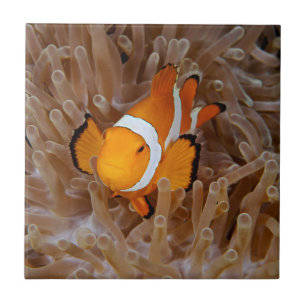 Azulejo Pez payaso - Molokai, North Shore Cliff