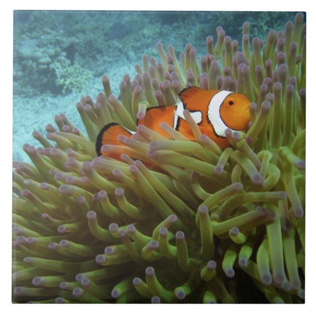 Azulejo Pez payaso occidental ( Amphiprion ocellaris ) (Frente)