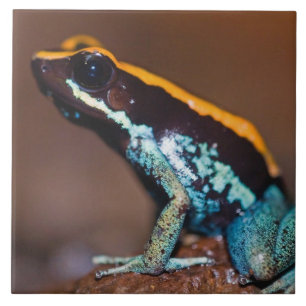 Azulejo Phyllobates vittatus, una rana de flecha envenenad
