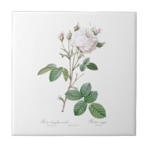PIERRE-JOSEPH REDOUTÉ "CABBAGE ROSA" CERAMIC TILE