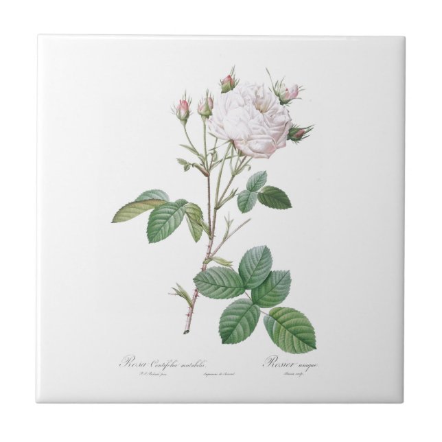 AZULEJO PIERRE-JOSEPH REDOUTÉ "CABBAGE ROSA" CERAMIC TILE (Frente)