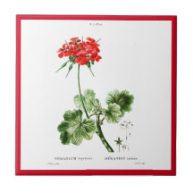 PIERRE-JOSEPH REDOUTÉ "RED GERANIUM" BALA CERAMICA