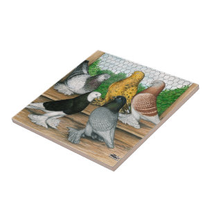 Azulejo Pigeones Tumbler del Oeste de Inglaterra