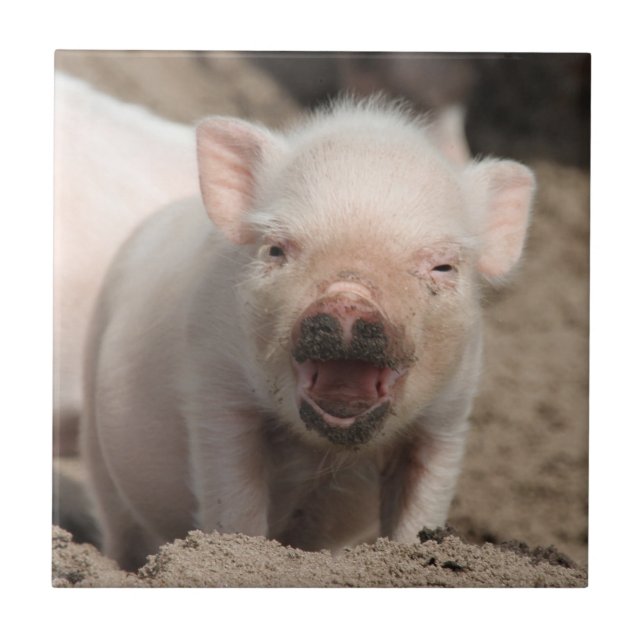 Azulejo Piglet_2014_1101 (Frente)