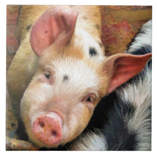 AZULEJO PIGS