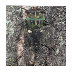 Azulejo Pila cerámica Cicada