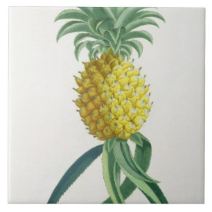 Azulejo Piña grabada por Juan Jacobo Haid (1704-67)