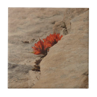 Azulejo Pincel indio en rocas en Zion