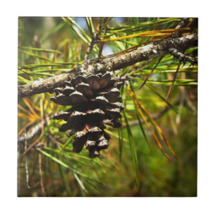 Azulejo Pinecone