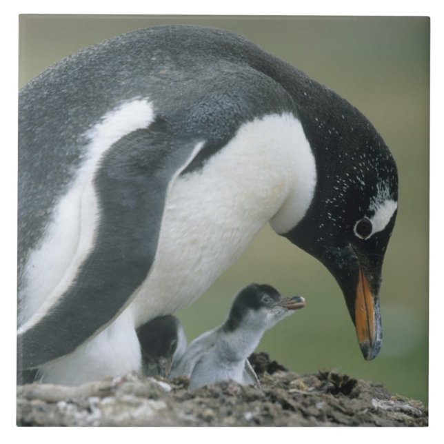 Azulejo Pingüino de Gentoo, (Pygoscelis papua), Islas Malv (Frente)