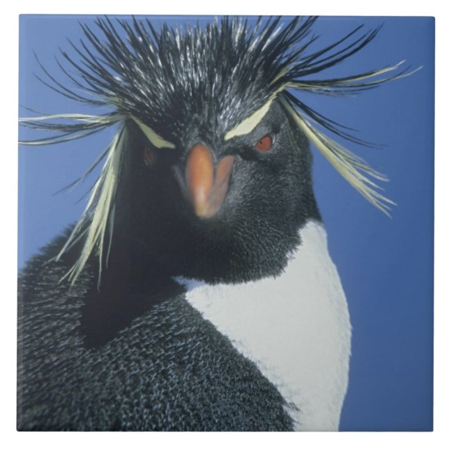 Azulejo Pingüino de Rockhopper (crisoven de los Eudyptes) (Frente)
