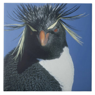 Azulejo Pingüino saltarrocas (Eudyptes chrysocome)
