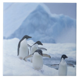 Azulejo Pingüinos Adelia (Pygoscelis adeliae) sobre hielo,