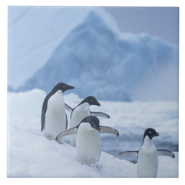 Azulejo Pingüinos Adelia (Pygoscelis adeliae) sobre hielo, (Frente)