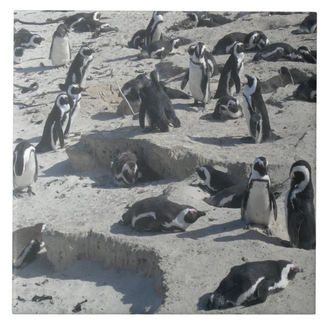 Azulejo Pingüinos cortos en la playa Tile cerámico (Frente)
